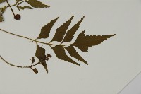 革葉鐵角蕨藏品圖，第3張