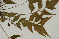 革葉鐵角蕨藏品圖，第4張