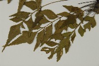 革葉鐵角蕨藏品圖，第5張