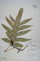 海岸星蕨藏品圖，第1張