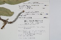 海岸星蕨藏品圖，第2張