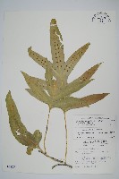 海岸星蕨藏品圖，第1張