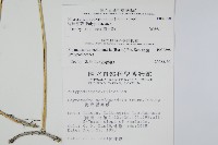 海岸星蕨藏品圖，第2張