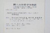 長葉腎蕨藏品圖，第2張