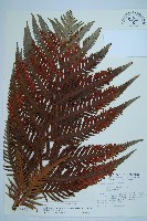 臺灣狗脊蕨藏品圖，第1張