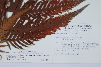 臺灣狗脊蕨藏品圖，第2張