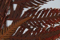 臺灣狗脊蕨藏品圖，第3張