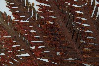 臺灣狗脊蕨藏品圖，第4張