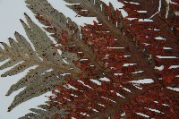 臺灣狗脊蕨藏品圖，第5張