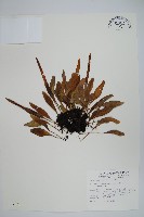 抱樹石葦藏品圖，第1張