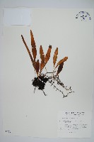 抱樹石葦藏品圖，第1張