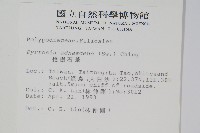 抱樹石葦藏品圖，第2張