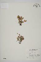 鐵線蕨藏品圖，第1張