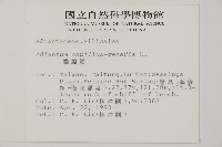 鐵線蕨藏品圖，第2張