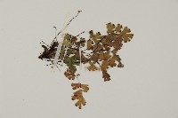 鐵線蕨藏品圖，第3張