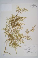 過山龍藏品圖，第1張