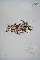 玉山耳蕨藏品圖，第1張