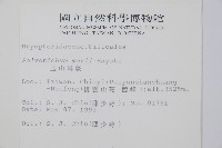 玉山耳蕨藏品圖，第2張