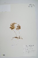 細葉蕗蕨藏品圖，第1張