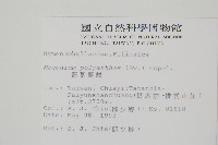細葉蕗蕨藏品圖，第2張