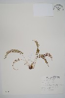 玉山耳蕨藏品圖，第1張