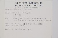 玉山耳蕨藏品圖，第2張