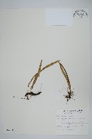 瓦葦藏品圖，第1張