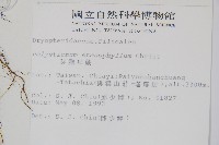 芽胞耳蕨、芽孢耳蕨藏品圖，第1張