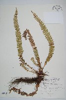 芽胞耳蕨、芽孢耳蕨藏品圖，第1張