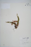 芽胞耳蕨、芽孢耳蕨藏品圖，第1張