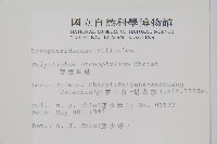 芽胞耳蕨、芽孢耳蕨藏品圖，第2張