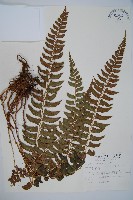 軟骨耳蕨藏品圖，第1張