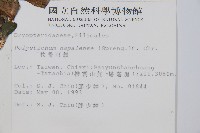 軟骨耳蕨藏品圖，第2張