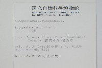 石松藏品圖，第2張