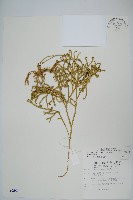 地刷子藏品圖，第1張