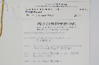 地刷子藏品圖，第2張