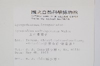 地刷子、多穗石松藏品圖，第2張