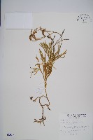 地刷子、多穗石松藏品圖，第1張