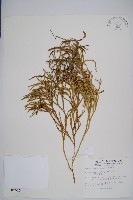 地刷子、多穗石松藏品圖，第1張