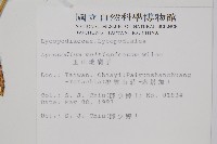 地刷子、多穗石松藏品圖，第2張