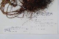 台灣瘤足蕨藏品圖，第2張