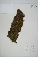 團扇蕨藏品圖，第1張