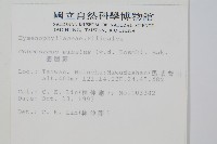 團扇蕨藏品圖，第2張