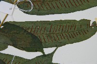 腸蕨藏品圖，第3張