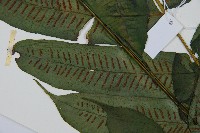 腸蕨藏品圖，第4張