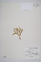 蛇足石杉、千層塔藏品圖，第1張