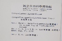 蛇足石杉、千層塔藏品圖，第5張