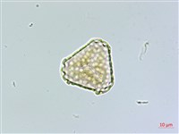 蛇足石杉、千層塔藏品圖，第2張