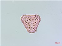 蛇足石杉、千層塔藏品圖，第3張