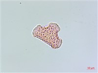 蛇足石杉、千層塔藏品圖，第4張